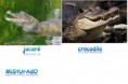 Qual a diferença entre crocodilo e jacaré? 